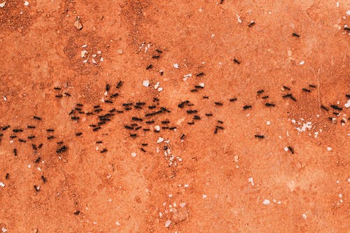 cestička z mravenců 