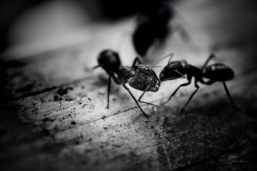 dva mravenci 